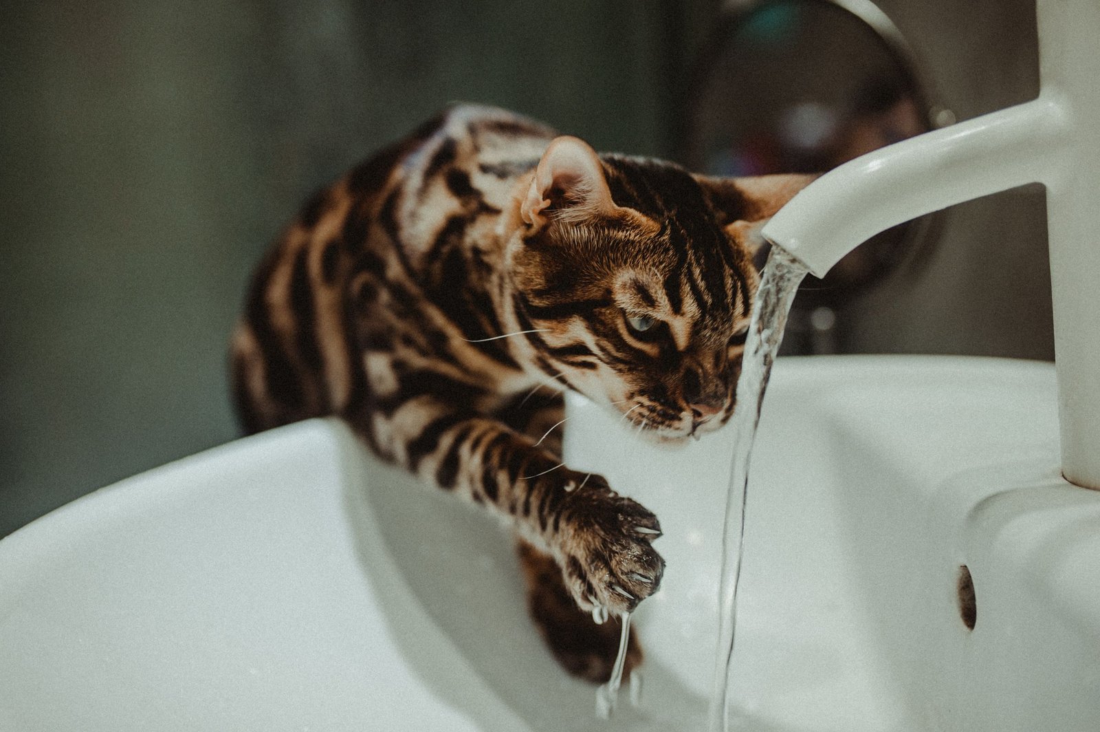 Cat Water Fountains That Are Easy to Clean