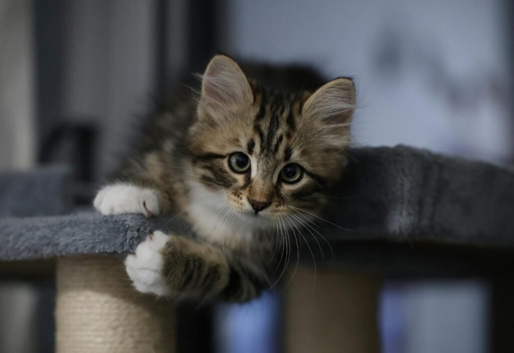 Tabby kitten reaching out with both paws from atop a cat tree