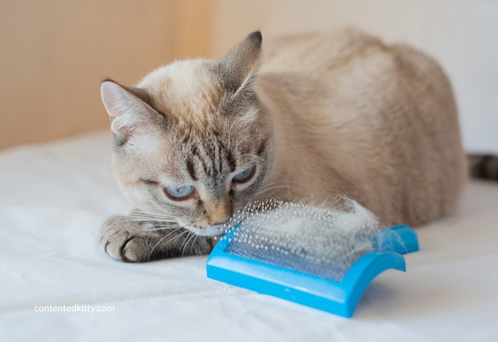Cat play-biting a self-cleaning slicker brush during a grooming session