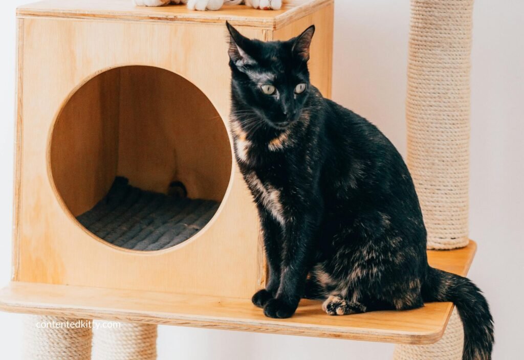 Tortoiseshell cat sitting beside a covered condo hideaway on a tall cat tree