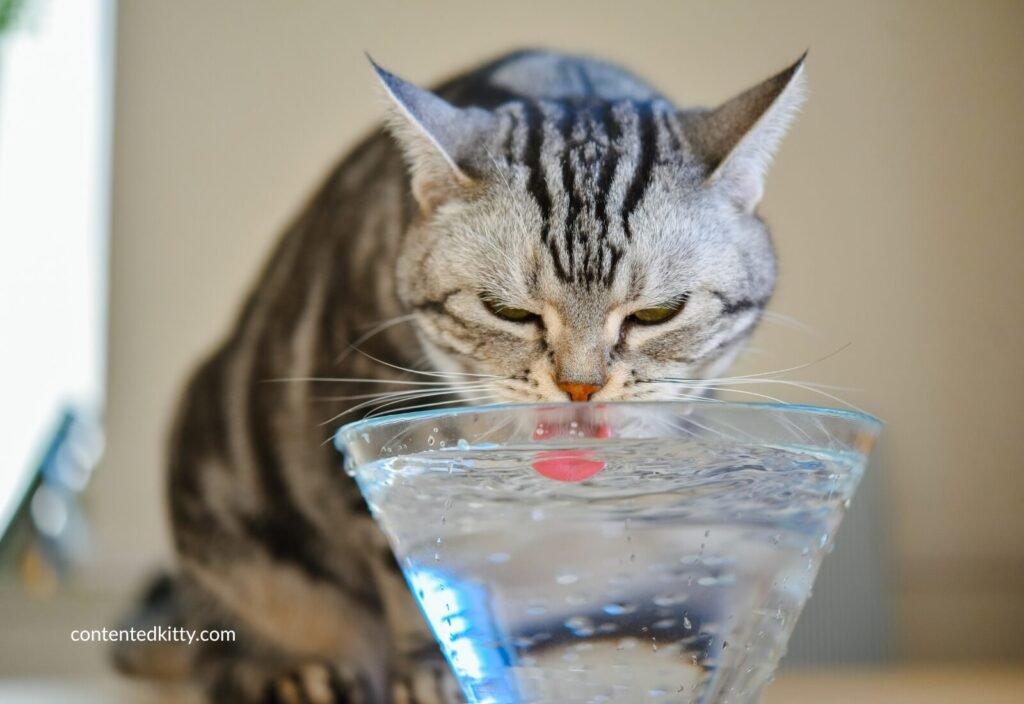 Close-up of a cat drinking water from a glass