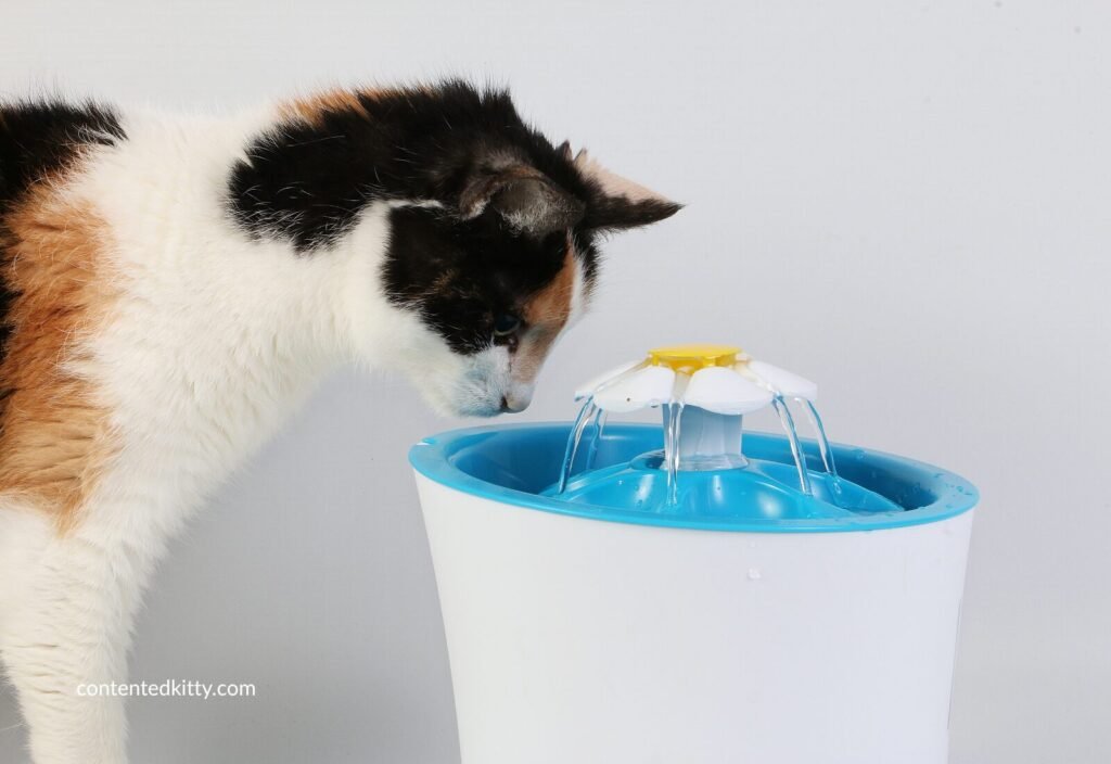 Calico cat drinking from a flower-style cat water fountain