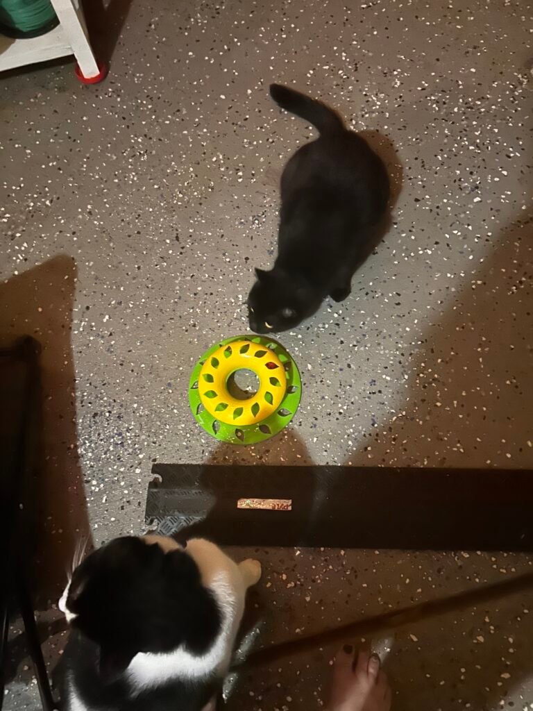 Pawley the black cat investigating a cat toy on the floor