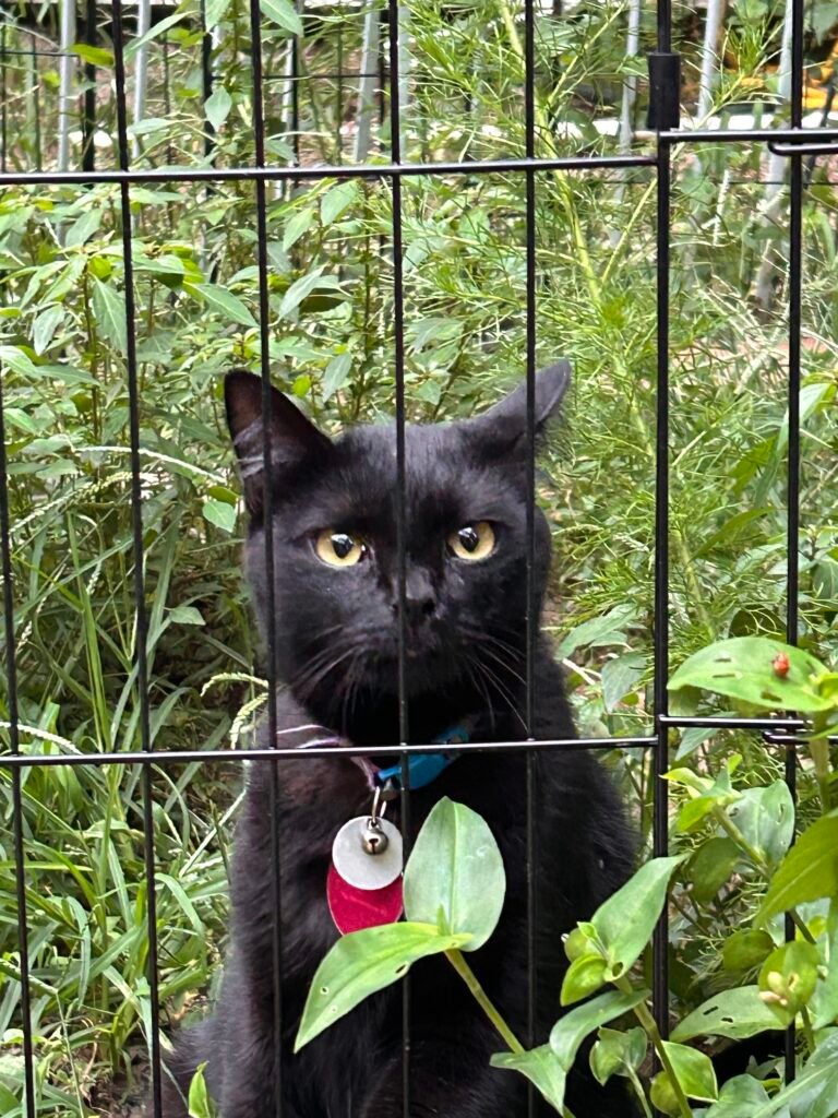 Pawley the black cat looking out through the catio wire surrounded by plants