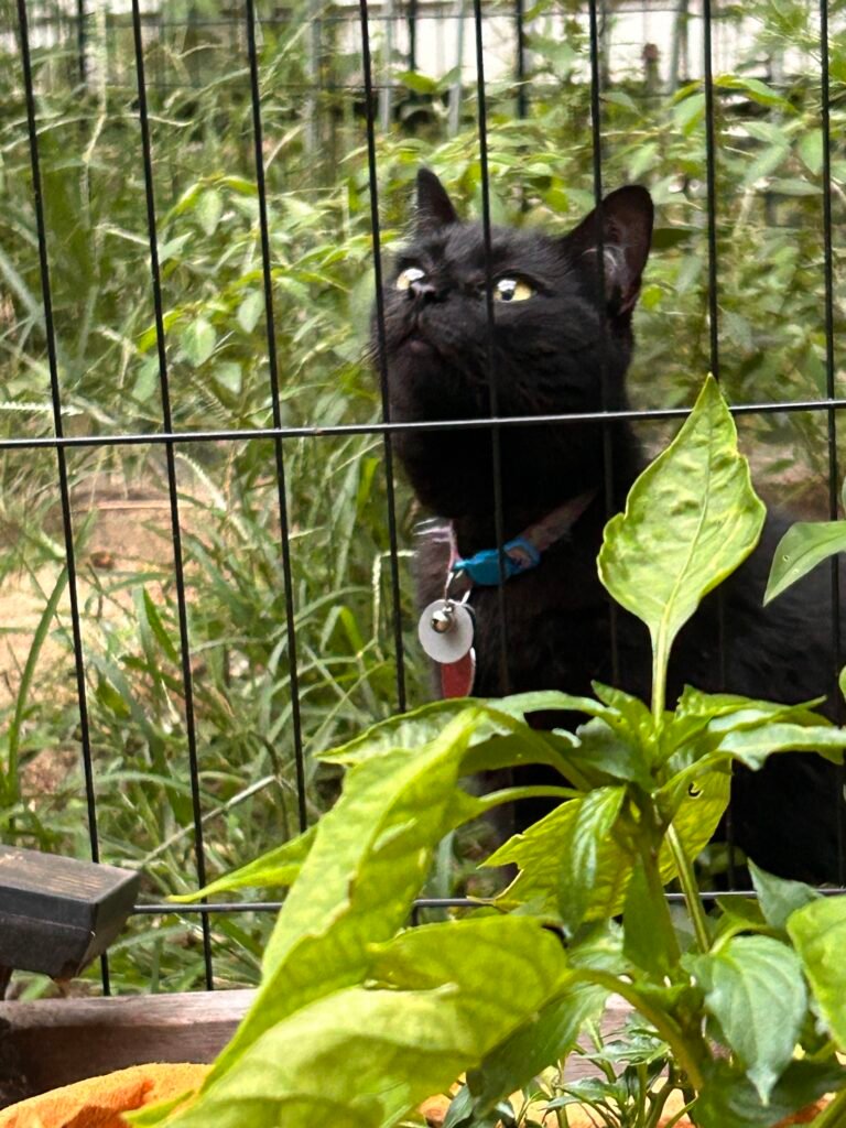 Pawley the black cat lying down in the catio near the plants