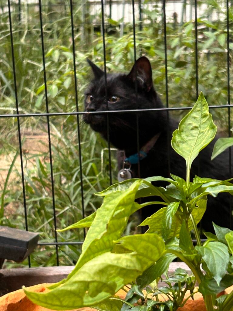 Pawley the black cat close up in the catio near hanging plants