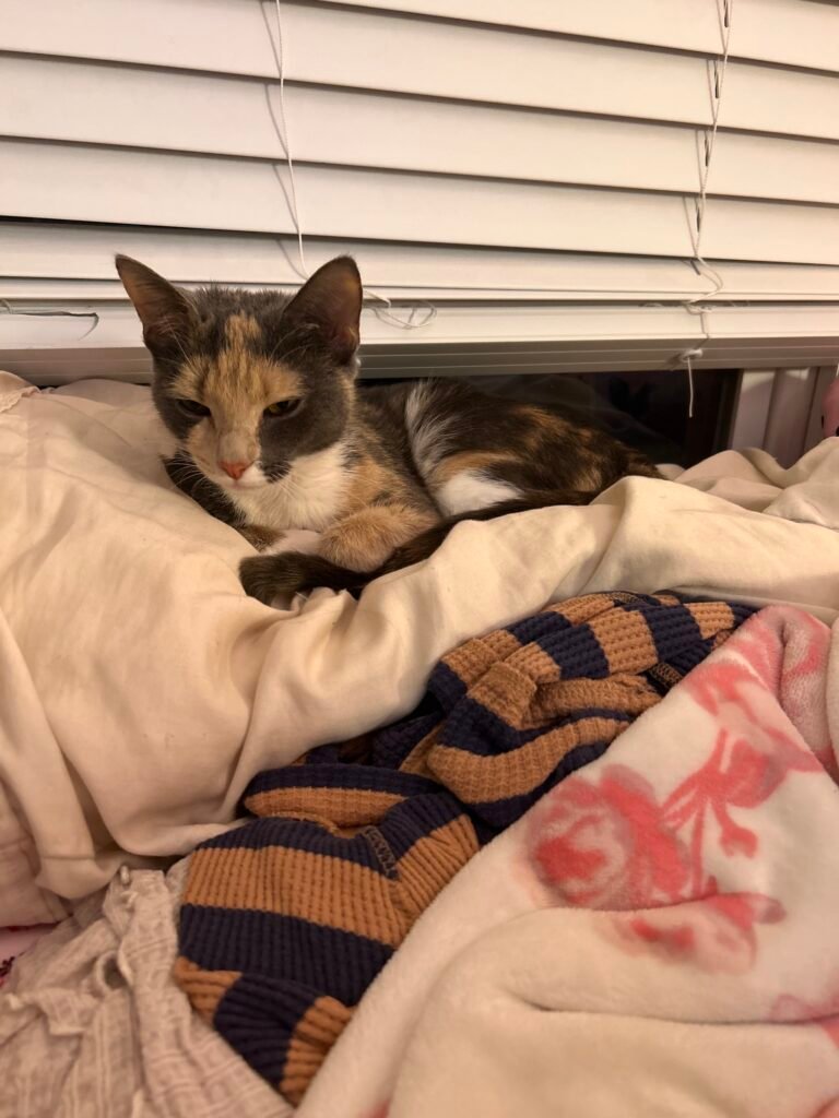 Peonina the calico cat curled up in blankets by a window