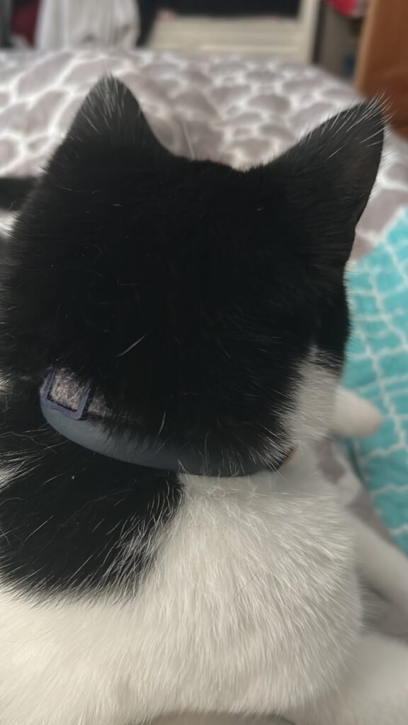 Purr the black and white tuxedo cat close up