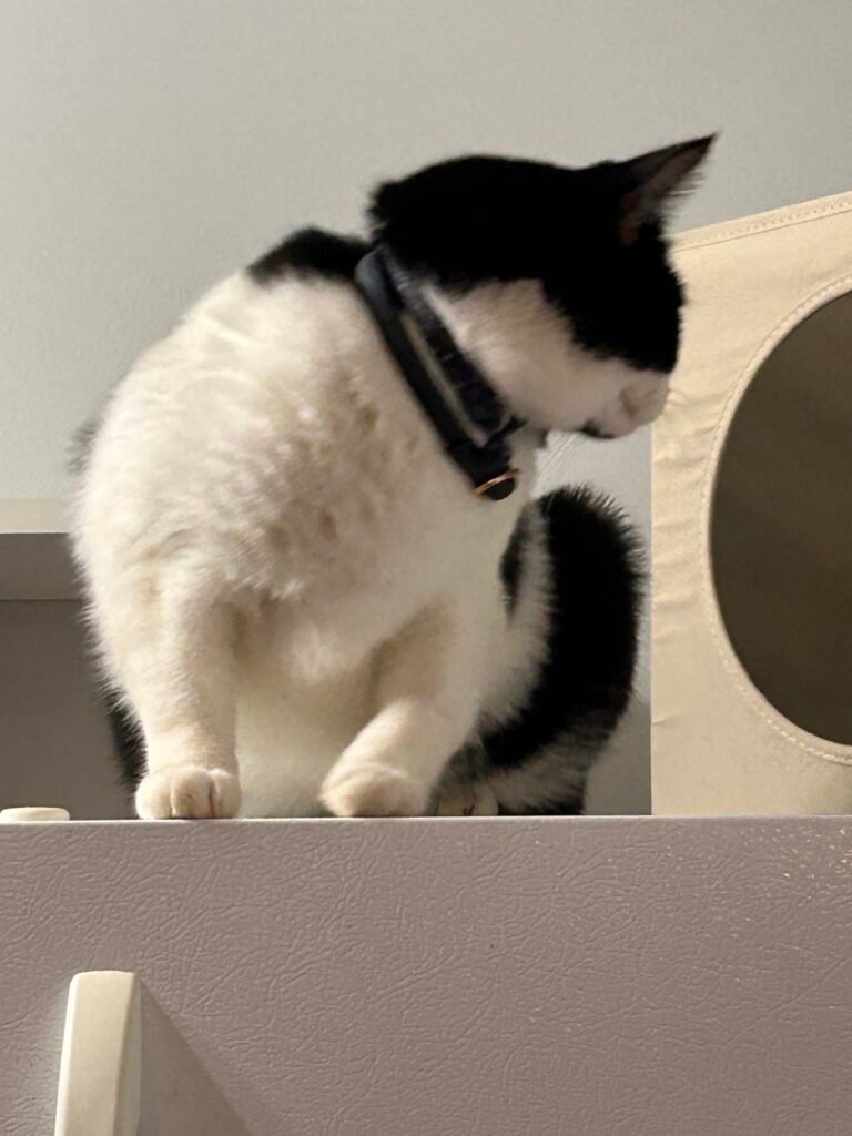 Purr the tuxedo cat perched on a cat tree
