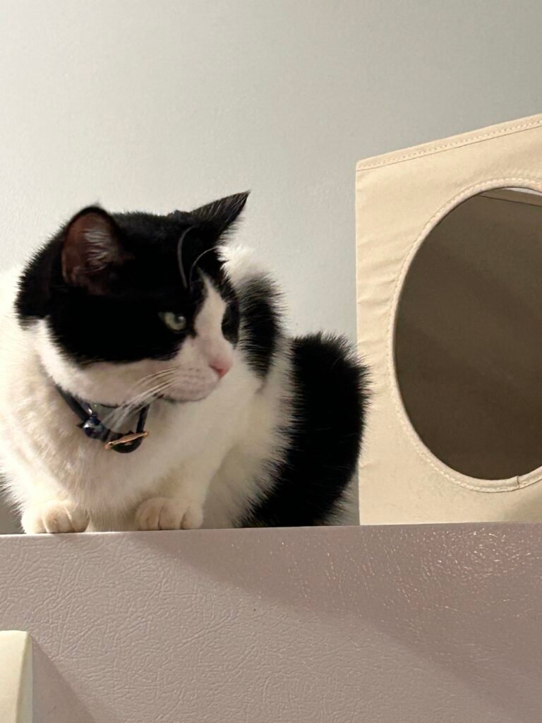 Purr the tuxedo cat looking up from a cubby on the cat tree