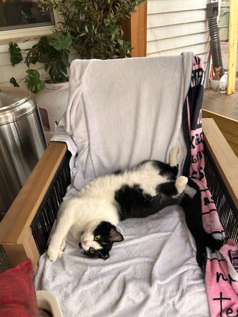 Purr the tuxedo cat stretching out on a blanket-covered shelf