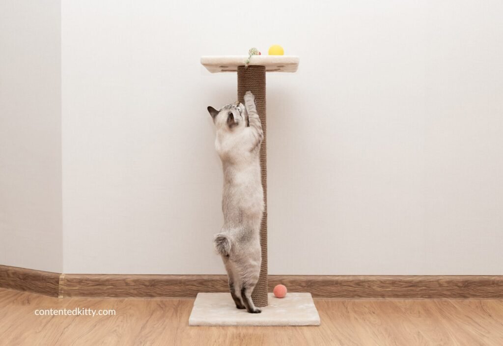 Cat reaching up and scratching a tall sisal-wrapped scratching post