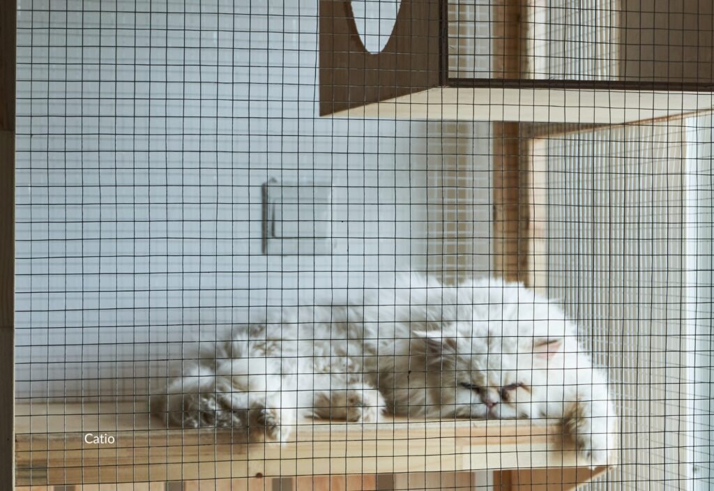 Fluffy white cat relaxing on a wood platform inside a mesh-enclosed catio