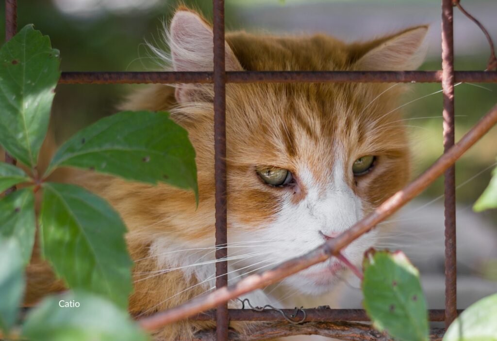 Cat looking out through a barred window opening surrounded by greenery