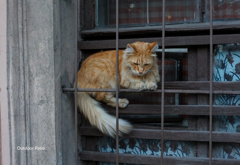 Cat perched on an old window frame with outdoor access