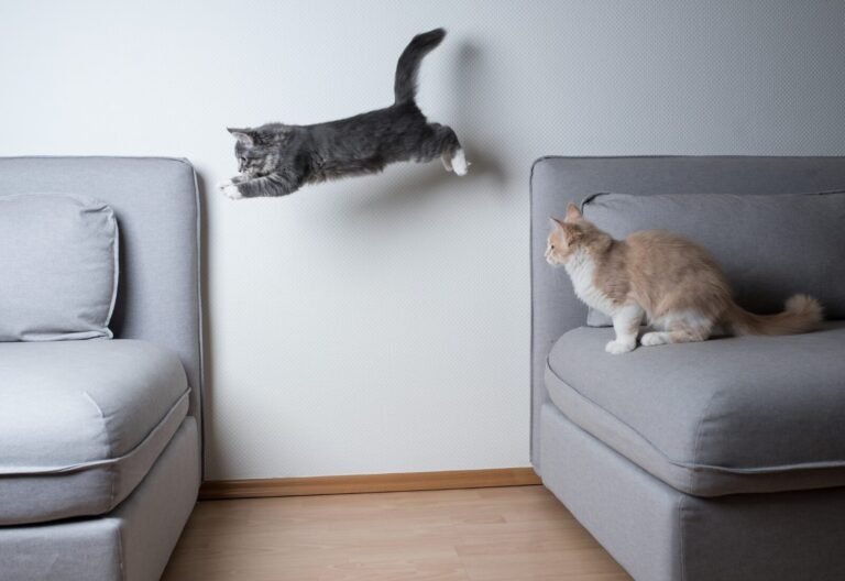 Gray kitten leaping mid-air between two sofas while another kitten watches