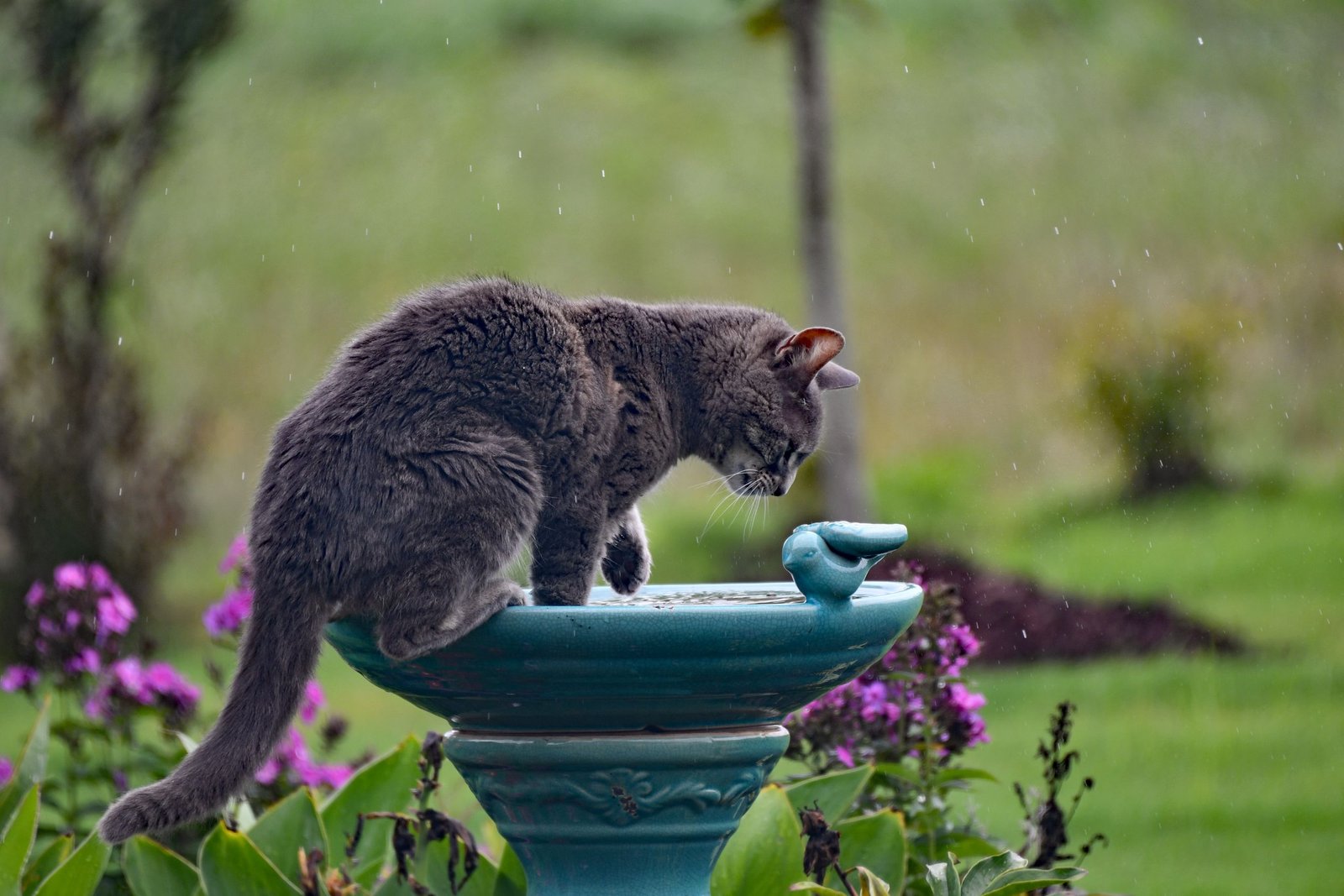 How Much Water Does a Cat Actually Need?