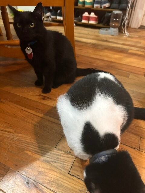 Close-up of a black and white cat licking a Purrly treat pouch