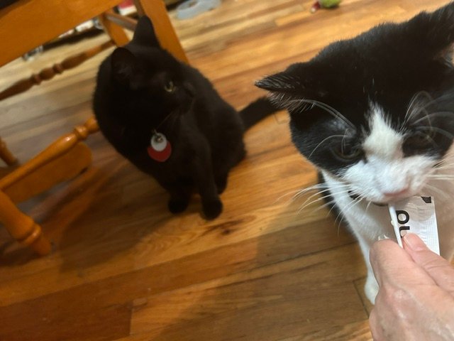 Two cats, one black and one black-and-white, both interested in a Purrly treat pouch