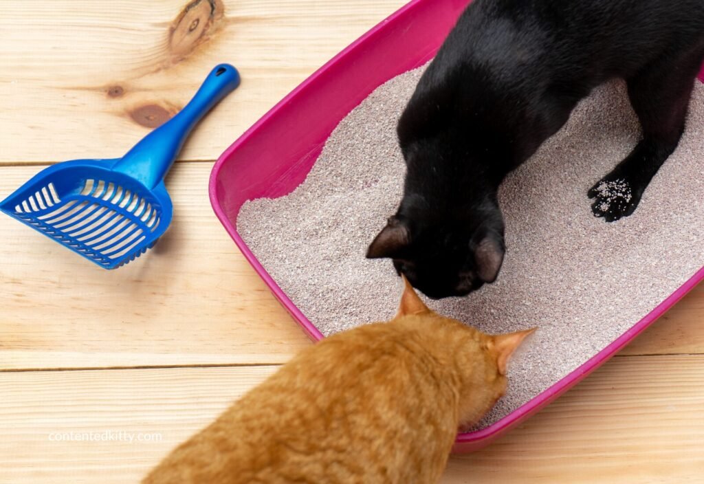 A black cat and an orange cat both using the same open litter tray